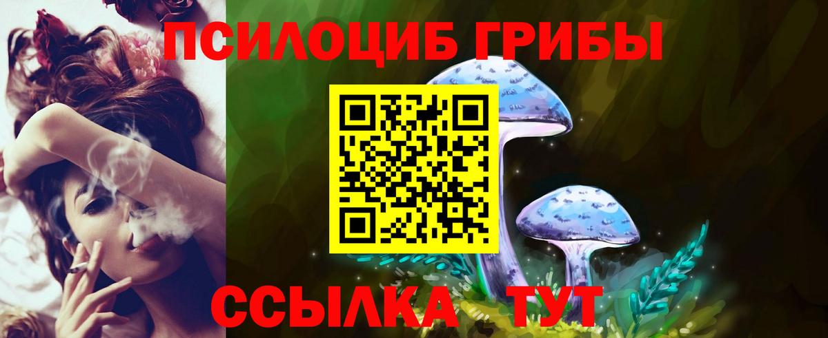 как найти   Батайск  Псилоцибиновые грибы Psilocybe 
